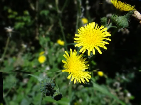 Photo de fleurs après réparation