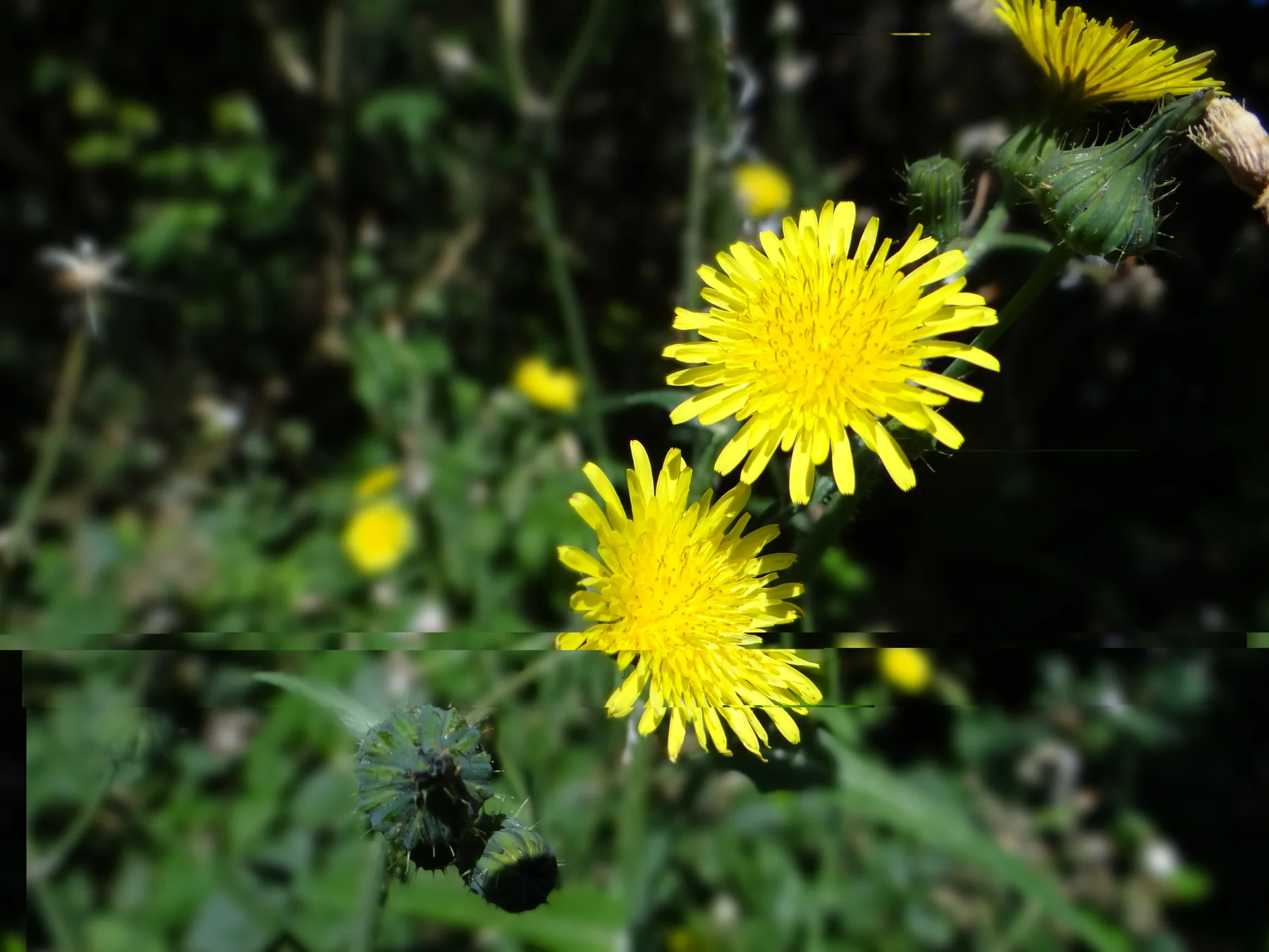 Copie de la photo de fleurs après réparation par PixMedic