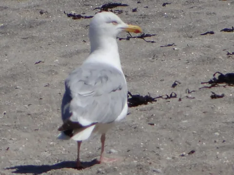 Photo d’oiseau après réparation