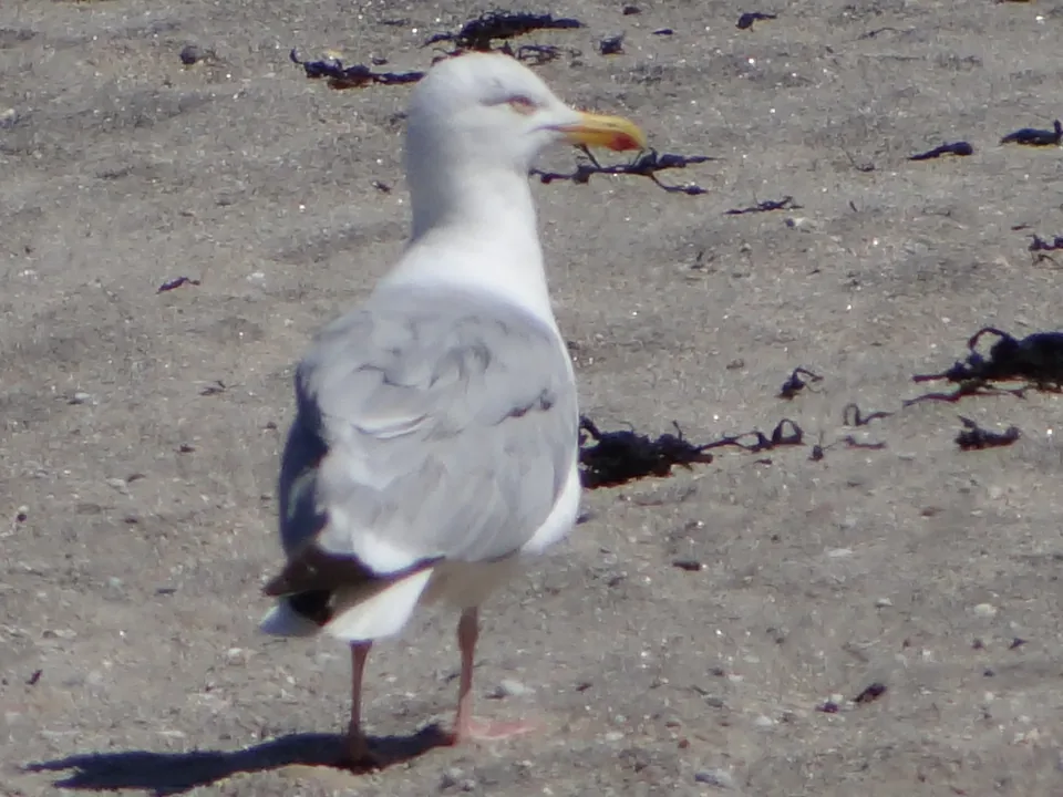 Bird photo after a genuine PixMedic repair