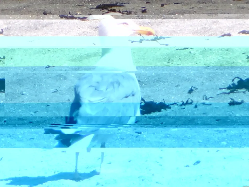 Photo d’oiseau corrompue avec dominante bleue et blocs horizontaux